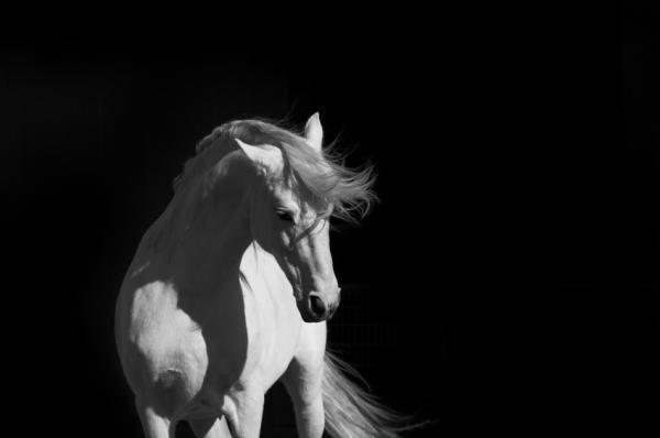 Đột biến làm ngựa thường đổi màu sang xám rồi trắng từ khi còn nhỏ